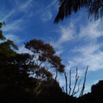 Céu entre árvores e nuvens.